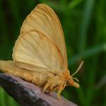 Euthrix potatoria - Ekeren ~ De Oude Landen (Antwerpen) 14-08-2021 ©Steve Wullaert