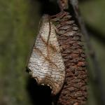 Falcaria lacertinaria - Neerpelt ~ Het Hageven (Limburg) 30-03-2019 ©Philippe Vanmeerbeeck