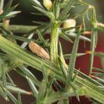 Coleophora albicosta - Gaspeldoornkokermot