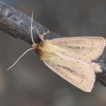 Globia sparganii - Kinrooi ~ Het Vijverbroek (Limburg) - 22-08-2020 ©Steve Wullaert