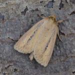 Globia sparganii - Neerpelt ~ Het Hageven (Limburg) 17-07-2021 ©Steve Wullaert