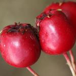 Grapholita janthinana - Trooz ~ La Rochette (Namen)  22-09-2018 ©Philippe Vanmeerbeeck