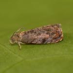 Grapholita janthinana - Zutendaal ~ Lieteberg (week van het insect) Limburg 02-06-2019 ©Steve Wullaert