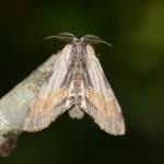 Harpyia milhauseri - Furfooz ~ Parc naturelle de Furfooz (Namen) 03-08-2019 ©Steve Wullaert