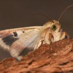 Helicoverpa armigera - Kalmthout ~ De Kalmthoutse Heide - Langven (Antwerpen) 28-09-2019 ©Steve Wullaert