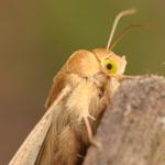 Helicoverpa armigera - Kinrooi ~ Het Vijverbroek (Limburg) - 22-08-2020 ©Steve Wullaert 