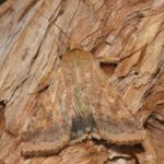 Helicoverpa armigera - Koksijde ~ Doornpanne (West-Vlaanderen) 05-10-2019 ©Steve Wullaert