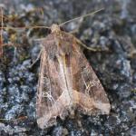 Helotropha leucostigma - Moeskroen ~ Argilière du Sterreberg - 1000-soortendag (Henegouwen) 28-07-2018 ©Stéphane Claerebout