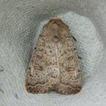 Hoplodrina superstes - Aywaille ~ Heid des Gattes (Luik) - 21-06-2020 ©Damien Gailly