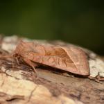 Hydraecia micacea - Furfooz ~ Parc naturelle de Furfooz (Namen) 03-08-2019 ©Steve Wullaert