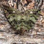 Hydriomena furcata - Krewinkel ~ Schartenknopf (Luik) 20-07-2021 ©Steve Wullaert