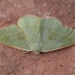 Hylaea fasciaria - Visé ~ Montagne Sainte-Pierre (Luik) 25-09-2021 ©Steve Wullaert