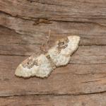Idaea rusticata - Furfooz ~ Parc naturelle de Furfooz (Namen) 03-08-2019 ©Steve Wullaert