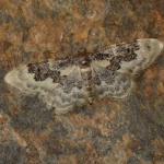 Idaea rusticata - Neerpelt ~ Het Hageven (Limburg) 13-10-2018 ©Steve Wullaert