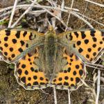 Issoria lathonia - Trooz ~ La Rochette (Namen)  22-09-2018 ©Damien Gailly