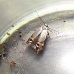 Leucoptera malifoliella - Appelsneeuwmot