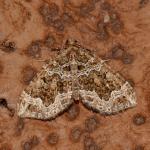 Lampropteryx otregiata - Arlon ~ Domaine Privé (Luxemburg)  (17-06-2017) ©Steve Wullaert