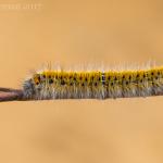 Lasiocampa trifolii - Waterschei ~ Mijnterril - Klaverberg (Genk - As) Pro. Limburg 13-05-2017 ©Ben Steeman