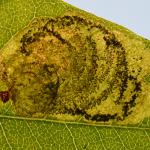 Leucoptera laburnella - Goudenregenmot