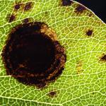 Leucoptera malifoliella - Beauraing ~ Grand Quarti (Namen) 15-09-2018 ©Philippe Vanmeerbeeck