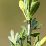 Leucoptera spartifoliella (bremsneeuwmot) - Beauraing ~ Grand Quarti (Namen) 01-05-2021 ©Damien Gailly