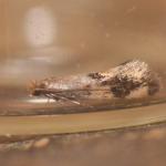 Lichotinea pustulatella - Furfooz ~ Parc naturelle de Furfooz (Namen) - 27-06-2020 ©Steve Wullaert (1)