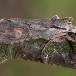 Lithophane furcifera - Neerpelt ~ Het Hageven (Limburg) 30-03-2019 ©Philippe Vanmeerbeeck