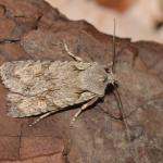 Lithophane ornitopus - Trooz ~ La Rochette (Namen)  22-09-2018 ©Steve Wullaert