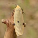 Lithosia quadra - Arlon ~ Domaine Privé (Luxemburg) 31-07-2021 ©Steve Wullaert