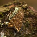 Loxostege sticticalis - Kinrooi ~ Het Vijverbroek (Limburg) - 22-08-2020 ©Steve Wullaert