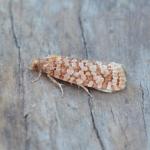 Lozotaeniodes formosana - Neerpelt ~ Het Hageven (Limburg) 17-07-2021 ©Steve Wullaert