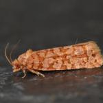 Lozotaenoides formosana - Neerpelt ~ Het Hageven (Limburg) 13-10-2018 ©Steve Wullaert