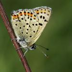 Lycaena tityrus - Beauraing ~ Grand Quarti (Namen) 15-09-2018 ©Philippe Vanmeerbeeck
