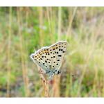 Lycaena tityrus - Furfooz ~ Parc naturelle de Furfooz (Namen) 03-08-2019 ©Dries De Vreeze