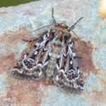 Lycophotia porphyrea - Neerpelt ~ Het Hageven (Limburg) 17-07-2021 ©Steve Wullaert