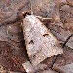 Lygephila pastinum - Krewinkel ~ Schartenknopf (Luik) 20-07-2021 ©Steve Wullaert