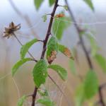 Lyonetia prunifoliella - Sleedoornhangmatmot