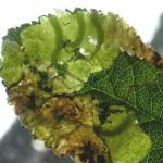 Lyonetia prunifoliella - Sleedoornhangmatmot