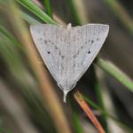 Macrochilo cribrumalis - Veerle ~ Averbode Bos & Heide (Antwerpen) 14-07-2019 ©René Meeuwis