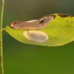 Macrosaccus robiniella - Diepenbeek ~ De Maten (Limburg) 17-10-2020 ©Steve Wullaert