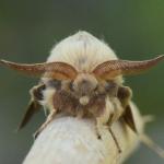 Malacosoma castrensis - Neerpelt ~ Het Hageven (Limburg) 17-07-2021 ©Steve Wullaert 