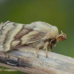 Malacosoma castrensis - Neerpelt ~ Het Hageven (Limburg) 17-07-2021 ©Steve Wullaert 