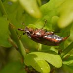 Melolontha melolontha (meikever) - Furfooz ~ Parc naturelle de Furfooz (Namen) 04-05-2019 ©Steve Wullaert