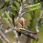Metrioptera brachyptera - Arlon ~ Domaine Privé (Luxemburg) 17-06-2017 ©Christophe Gruwier