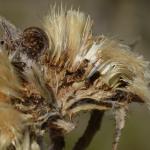 Metzneria aestivella -  Aywaille ~ Carrière de la Falize (Luik) 12-09-2020 ©Steve Wullaert