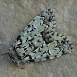 Moma alpium - Arendonk ~ t' Goorken (Antwerpen) 11-07-2021 ©Steve Wullaert