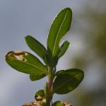 Mompha miscella op Helianthemum nummularium - Furfooz ~ Parc naturelle de Furfooz (Namen) 04-05-2019 ©Steve Wullaert