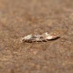 Mompha propinquella - Emmels (Luik) 11-08-2019 ©Steve Wullaert