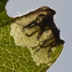 Monochroa conspersella - Witvlekboegsprietmot