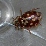 Myrrha octodecimguttata - Neerpelt ~ Het Hageven (Limburg) 30-03-2019 ©Philippe Vanmeerbeeck